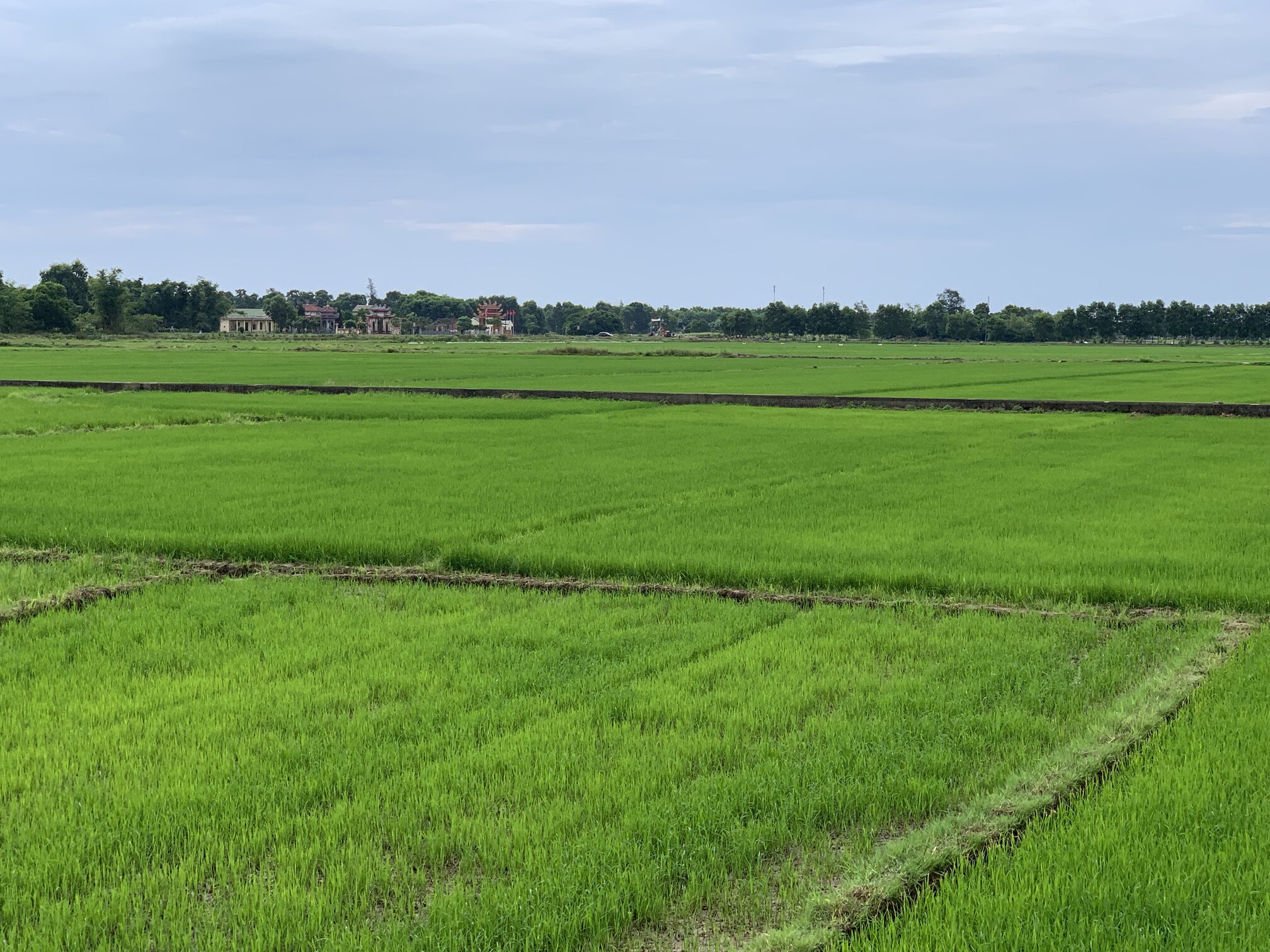 "Vựa lúa" Hải Lăng - Nơi giống gạo Huyết rồng được công ty đầu tư gieo trồng